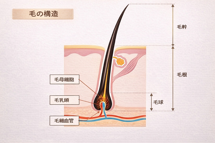 毛の構造と医療脱毛の関係