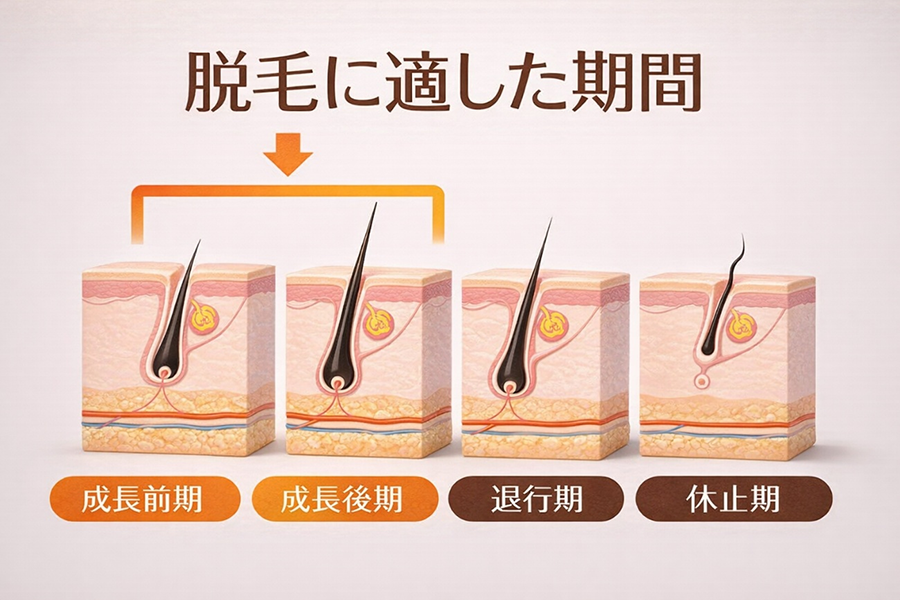 毛周期（もうしゅうき）との関係