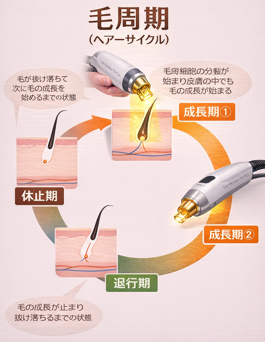 毛周期（もうしゅうき）との関係